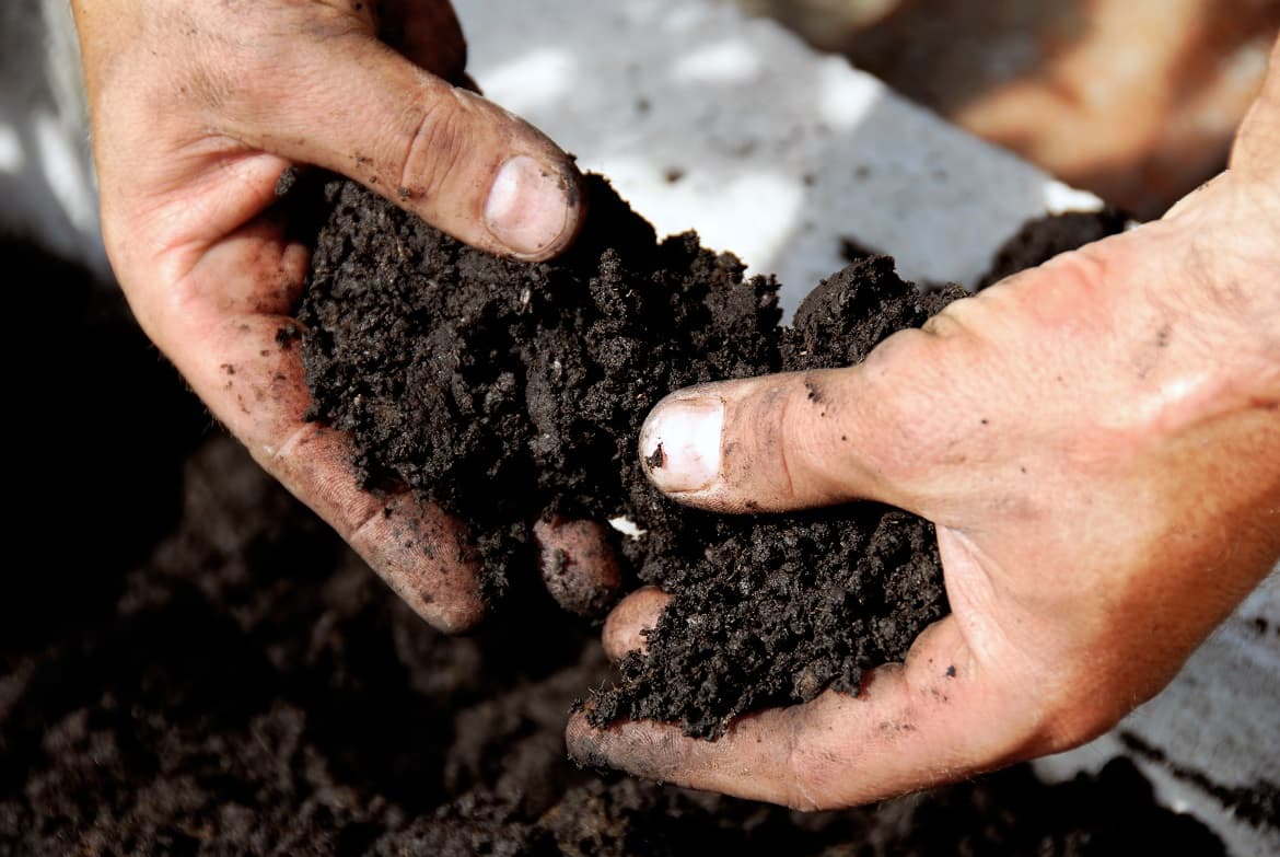 Soil and Root Zone Assessment for Sydney Urban Trees