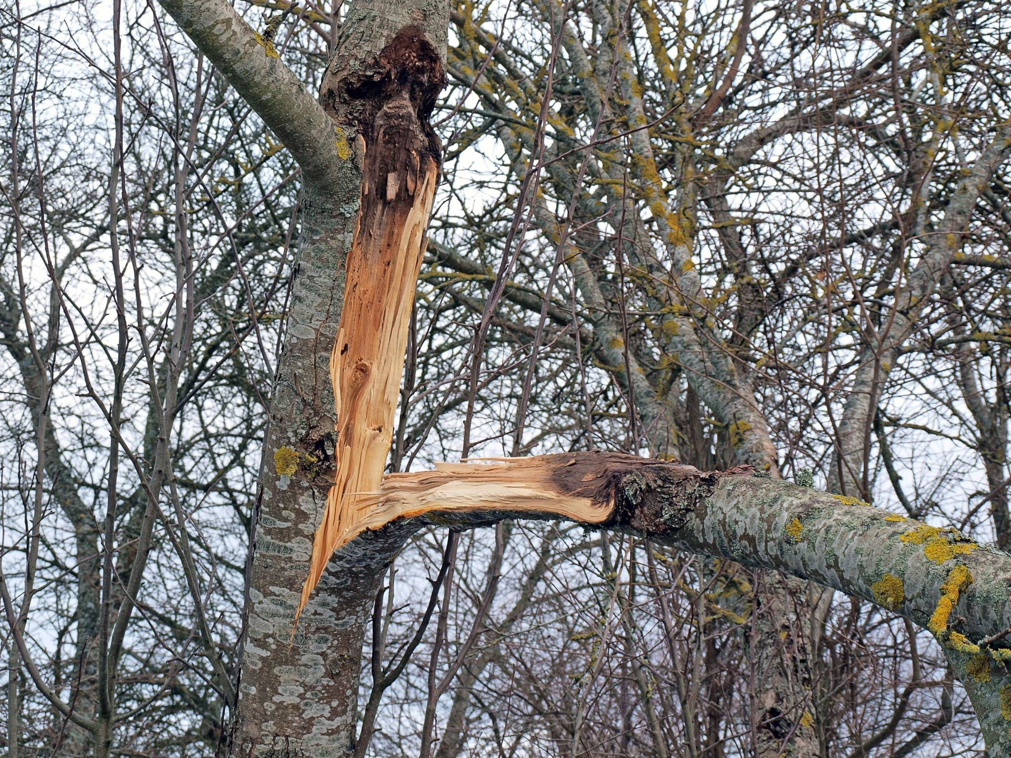 Storm Damage Tree Assessment Sydney: Safety, Insurance and Report Evidence