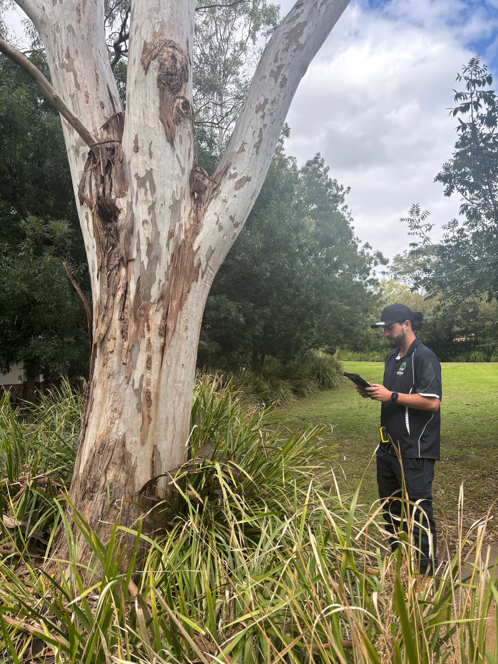 Arboricultural Impact Assessment conducted by Level 5 arborist in Sydney
