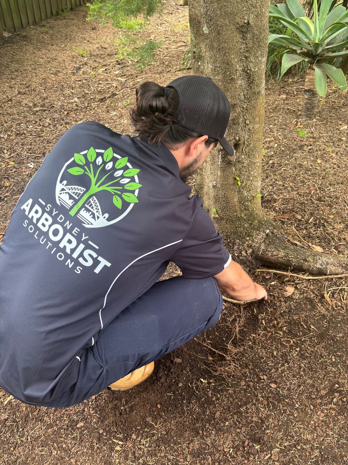 Council-ready tree report prepared by a Sydney consulting arborist