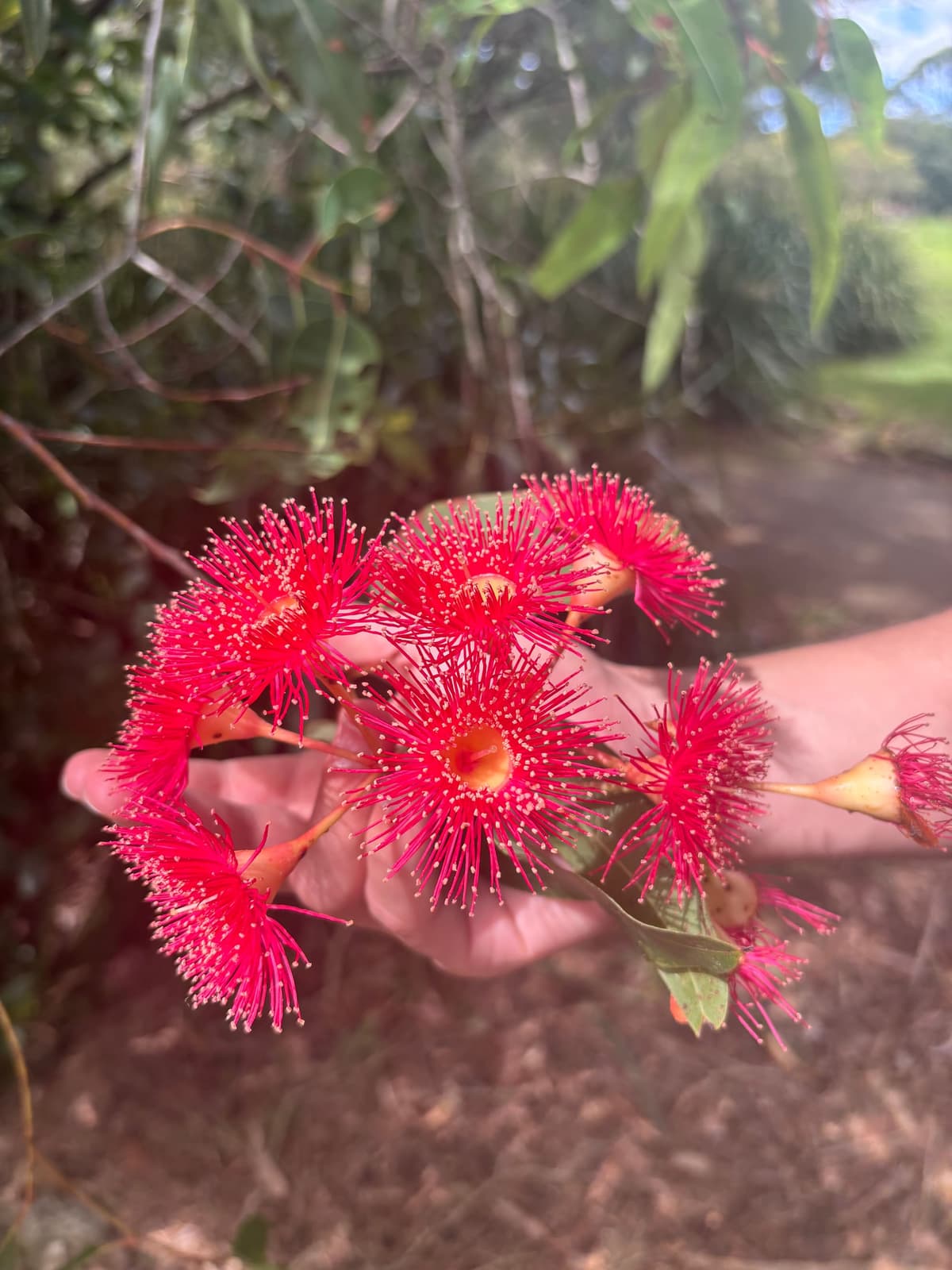 AQF Level 5 arborist assessment for Sydney tree reports