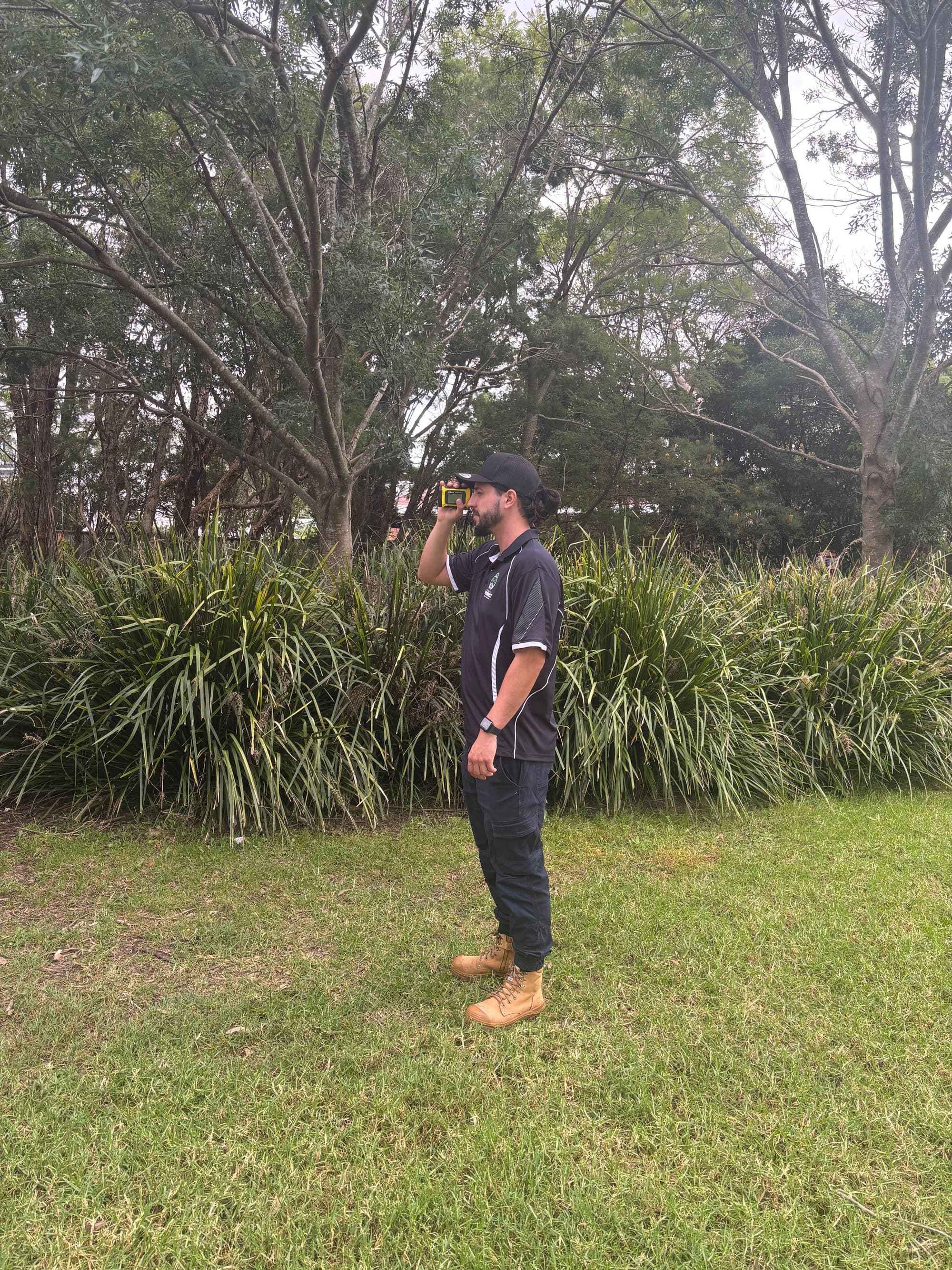 Sydney tree management plan documentation and arborist recommendations