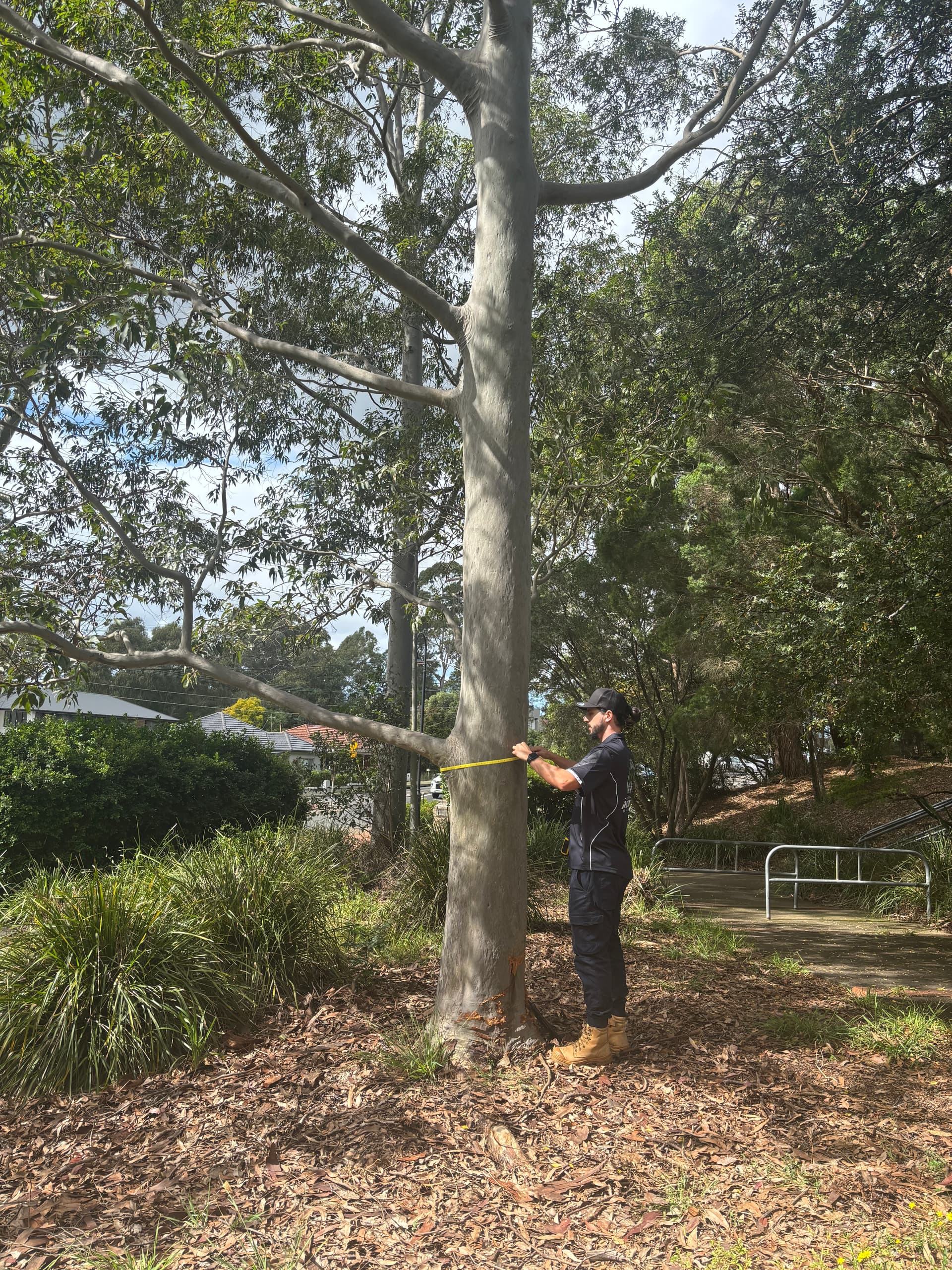 Tree Protection Plan showing fencing and exclusion zones by Sydney arborists
