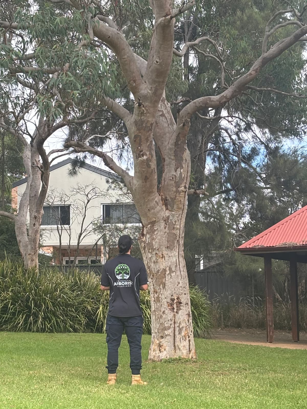 Sydney consulting arborist assessing tree risk and site targets