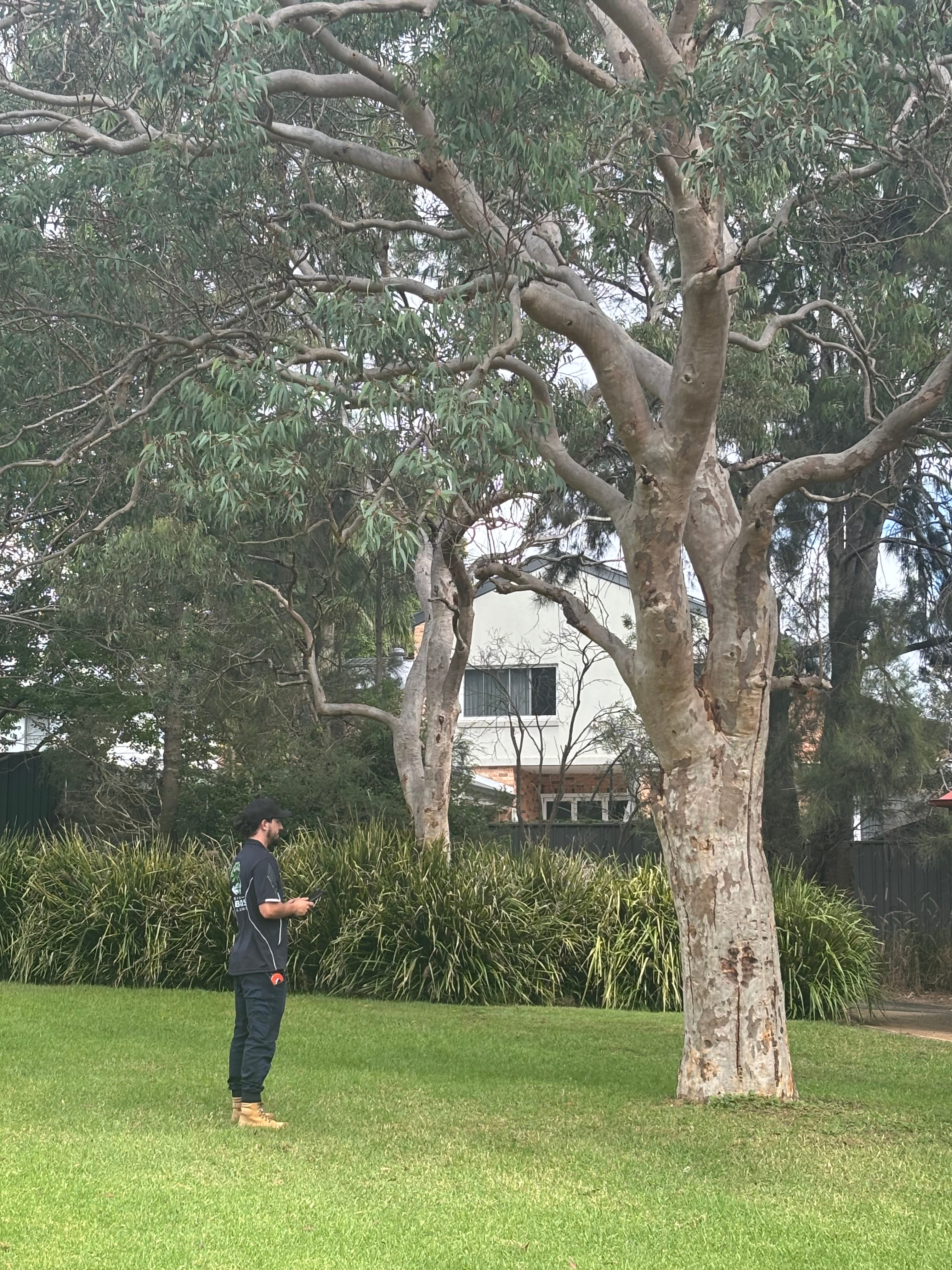 Professional Tree Risk Assessments by Sydney Arborist Solutions - Level 5 qualified arborists in Sydney