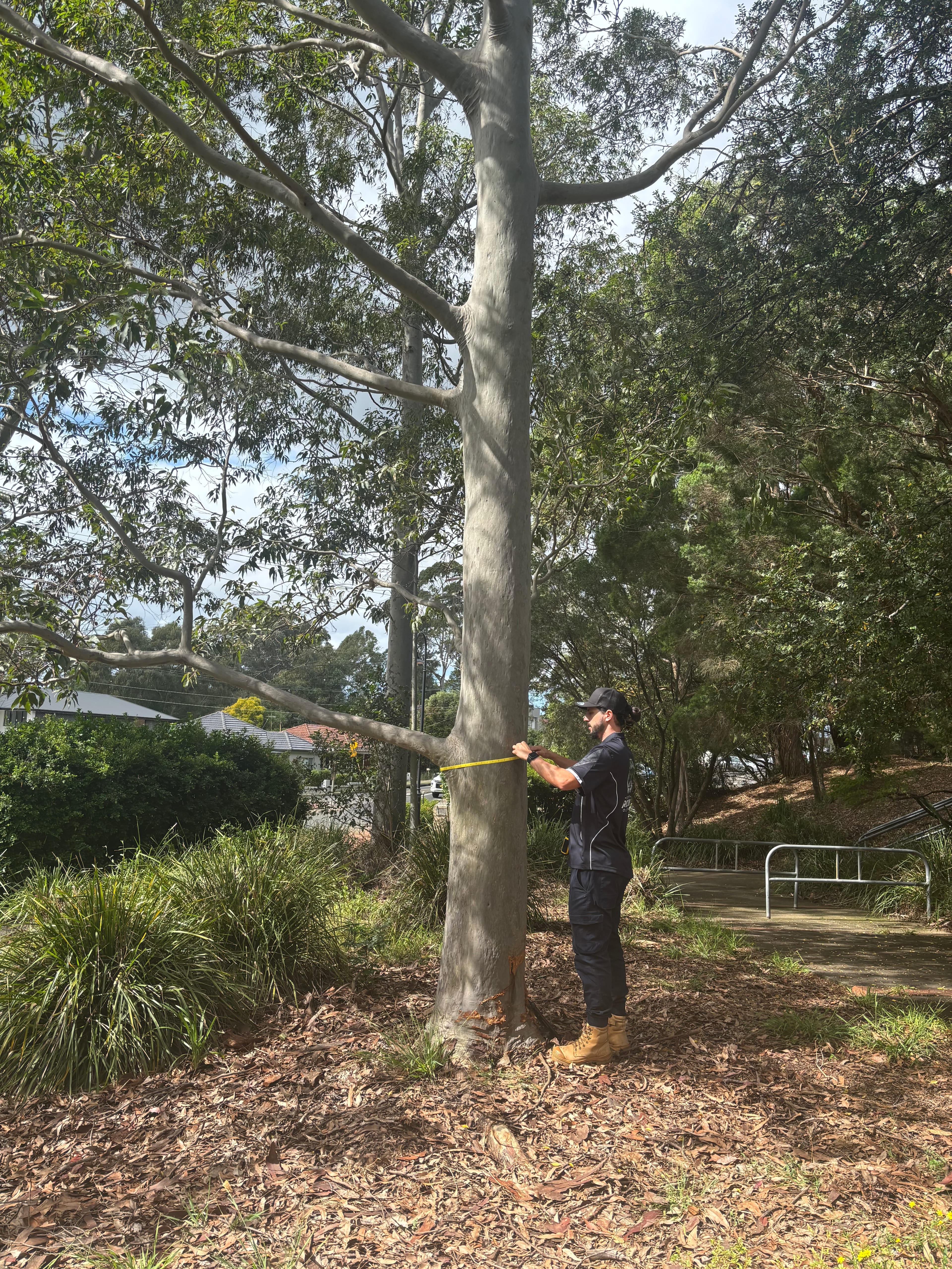 Professional Arborist Reports by Sydney Arborist Solutions - Level 5 qualified arborists in Sydney