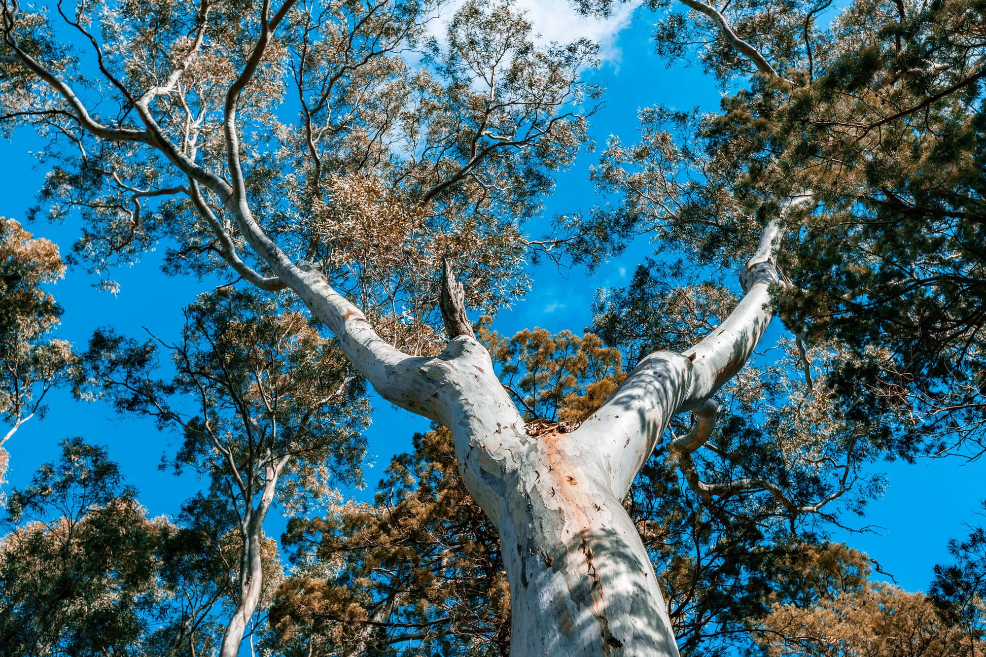 Native vs Exotic Tree Species Selection Sydney: Complete Planning Guide 2025
