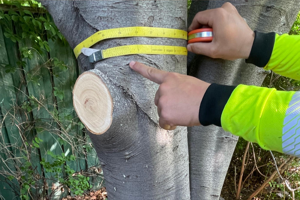 Council Tree Removal Applications: A Step-by-Step Guide for Sydney Property Owners