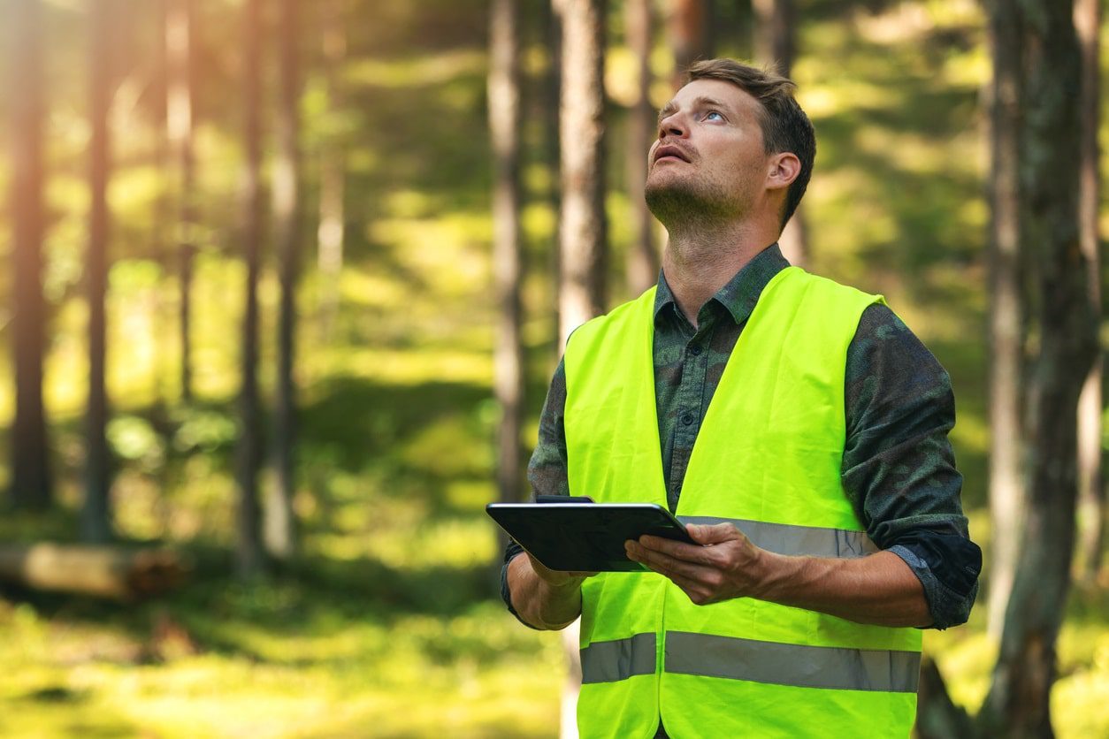 Comprehensive Guide to Tree Risk Assessment in Sydney: QTRA, TRAQ & Professional Methods