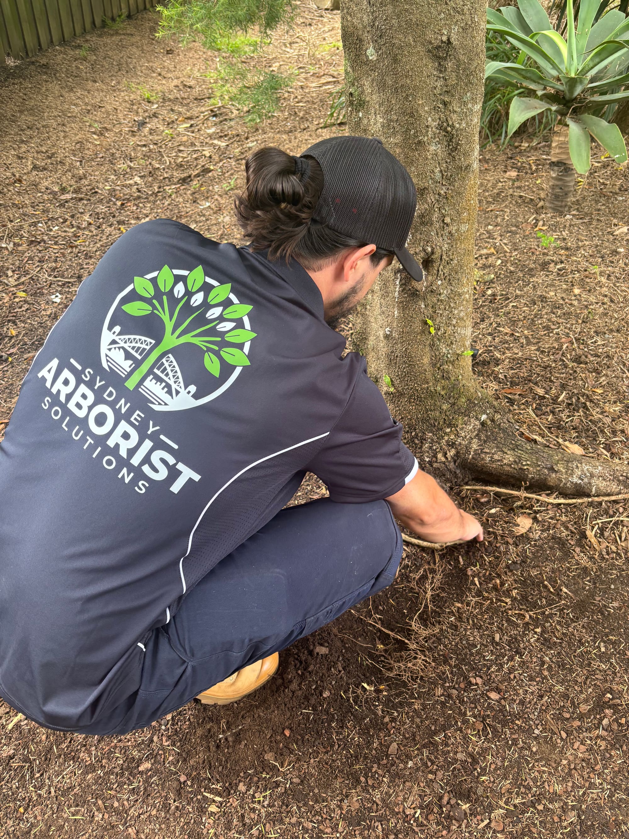 Council tree report documentation for a Sydney tree application