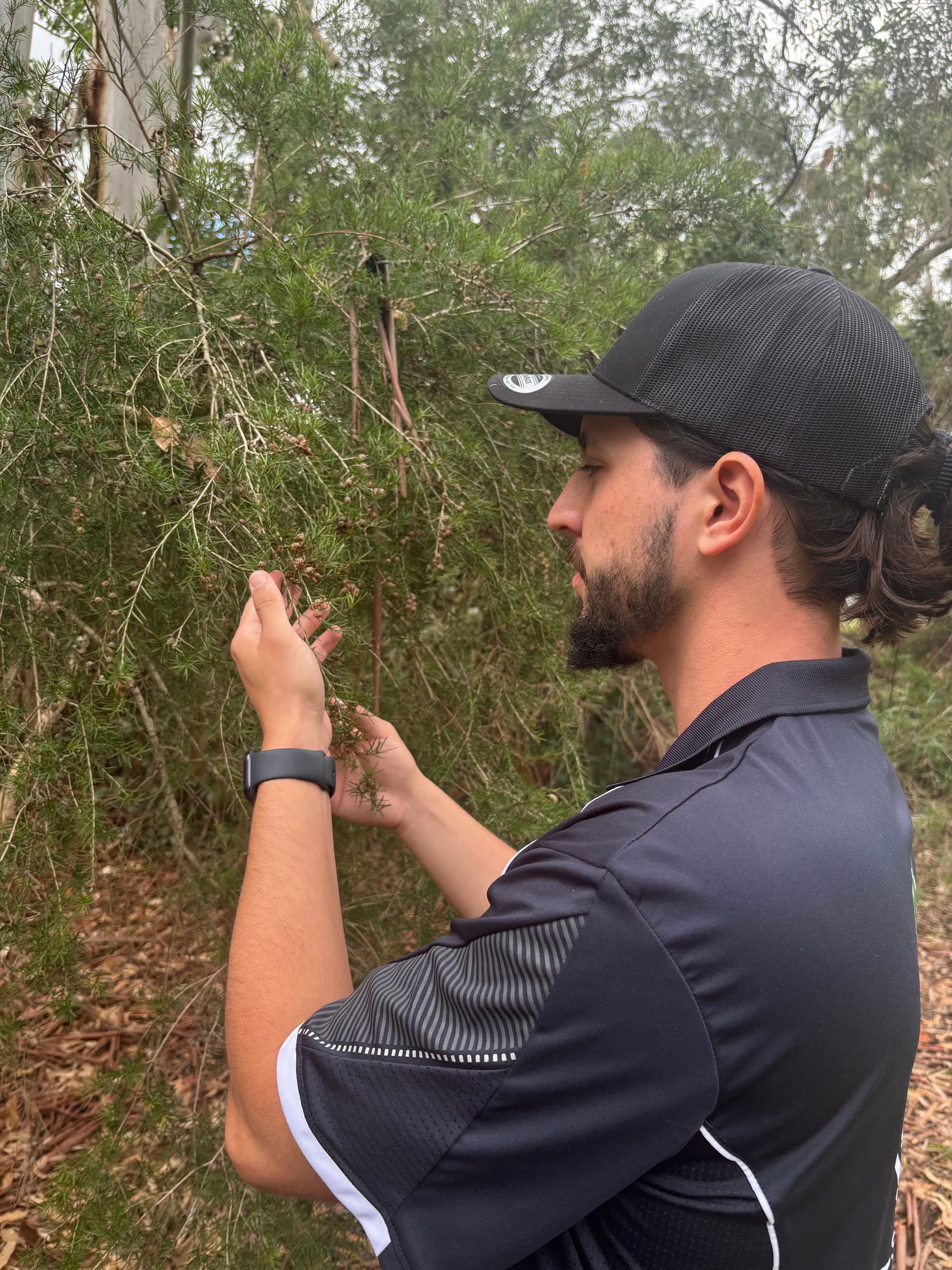 Construction monitoring and project arborist support for a Sydney tree protection plan