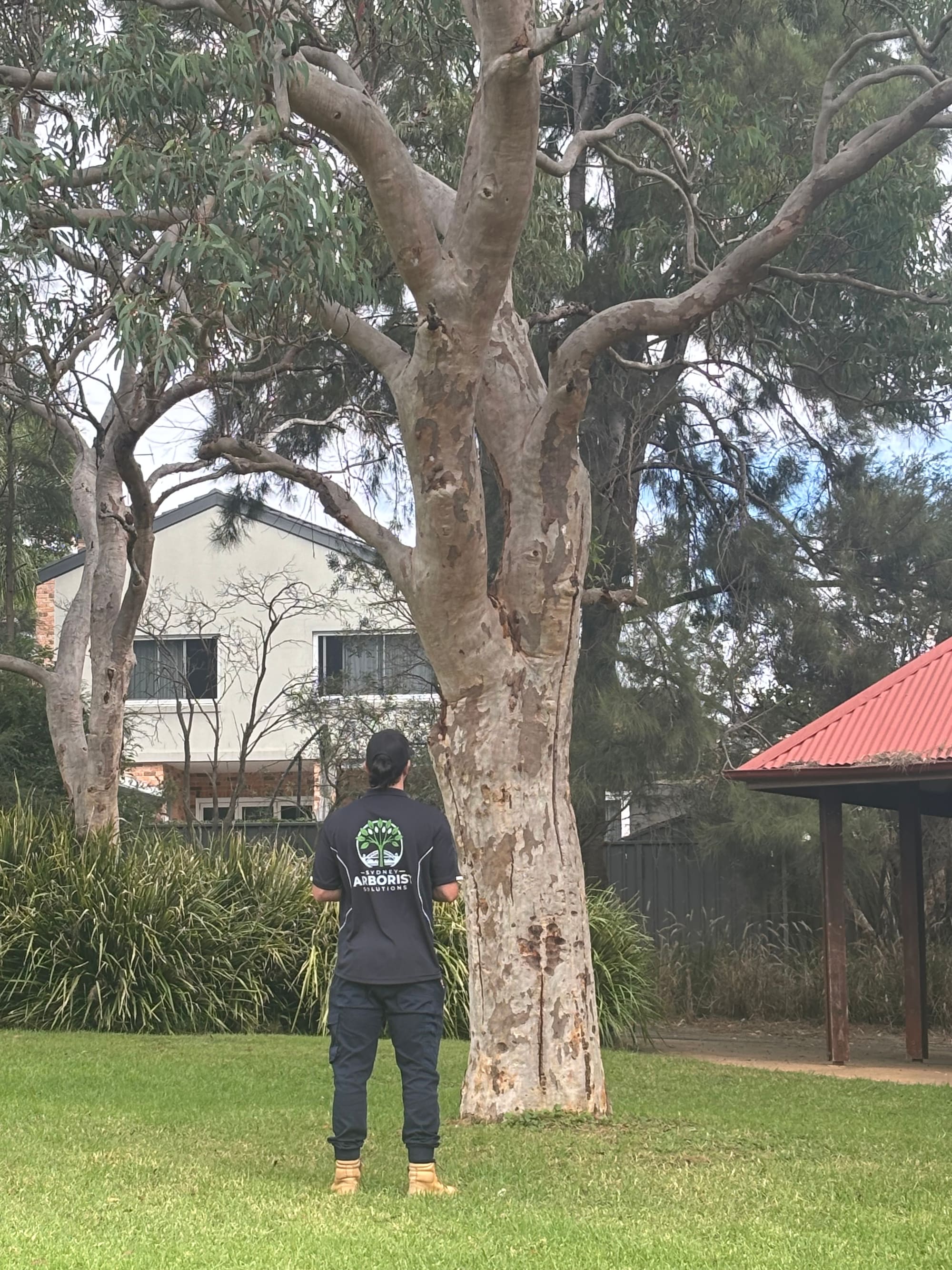 Sydney consulting arborist assessing tree risk and site targets