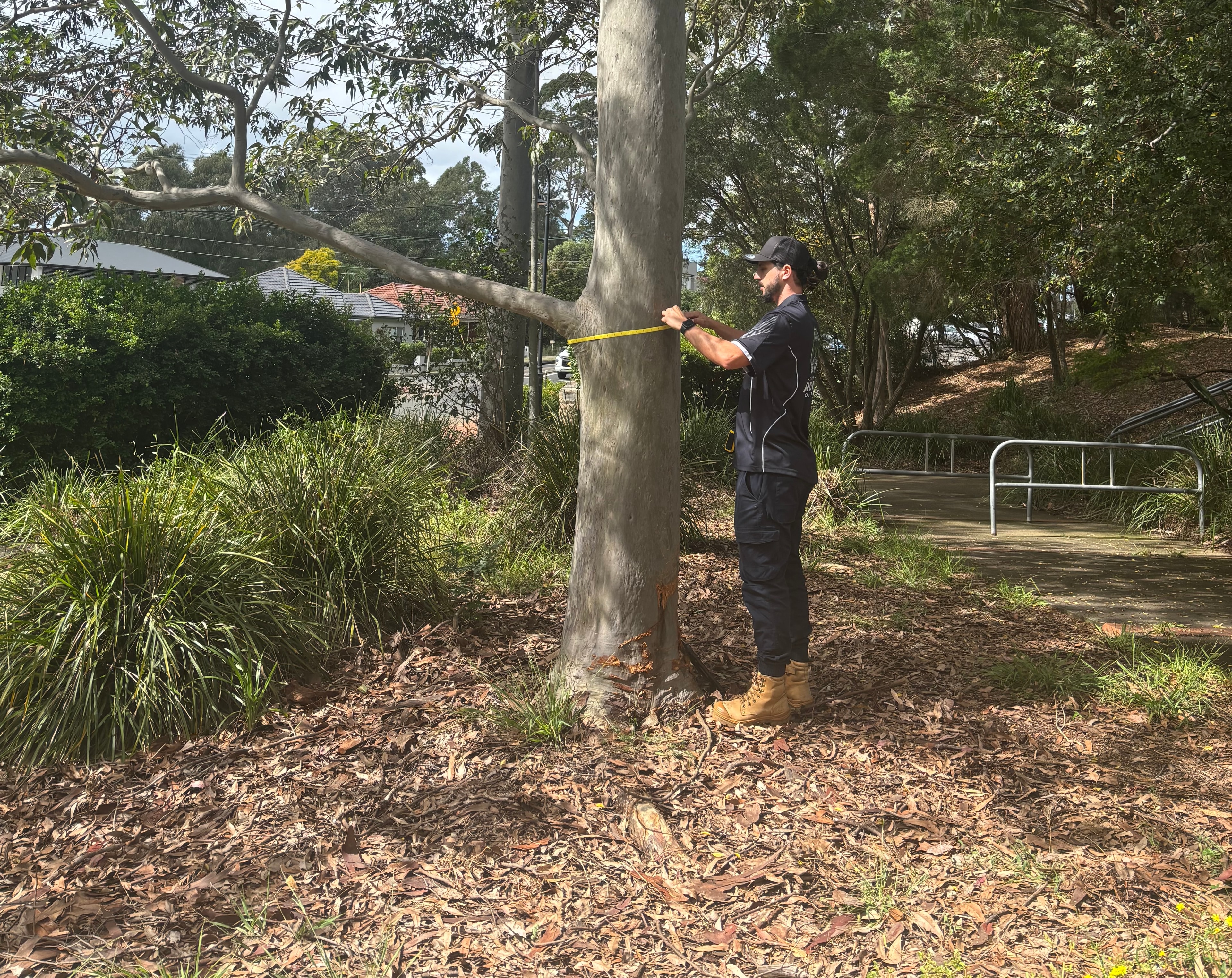 Tree Management Plans Sydney