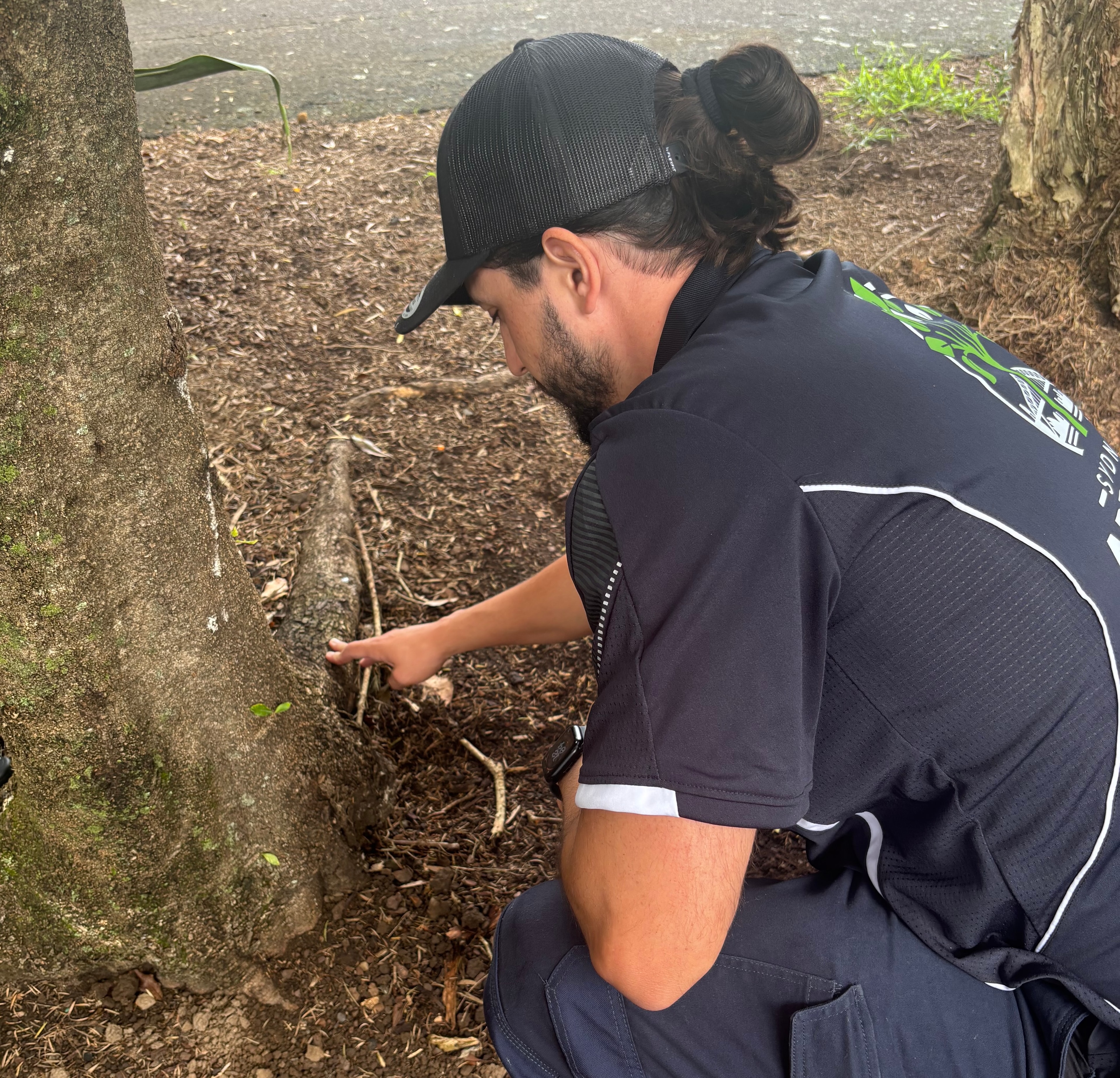 Tree Protection Plans Sydney