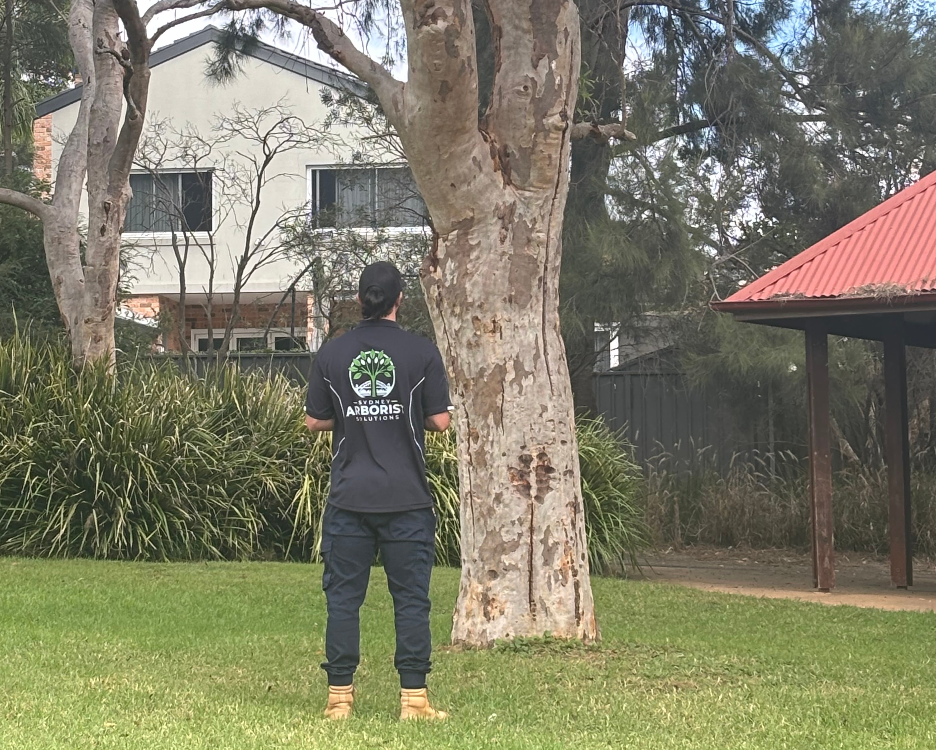 Professional Tree Risk Assessment Services Sydney
