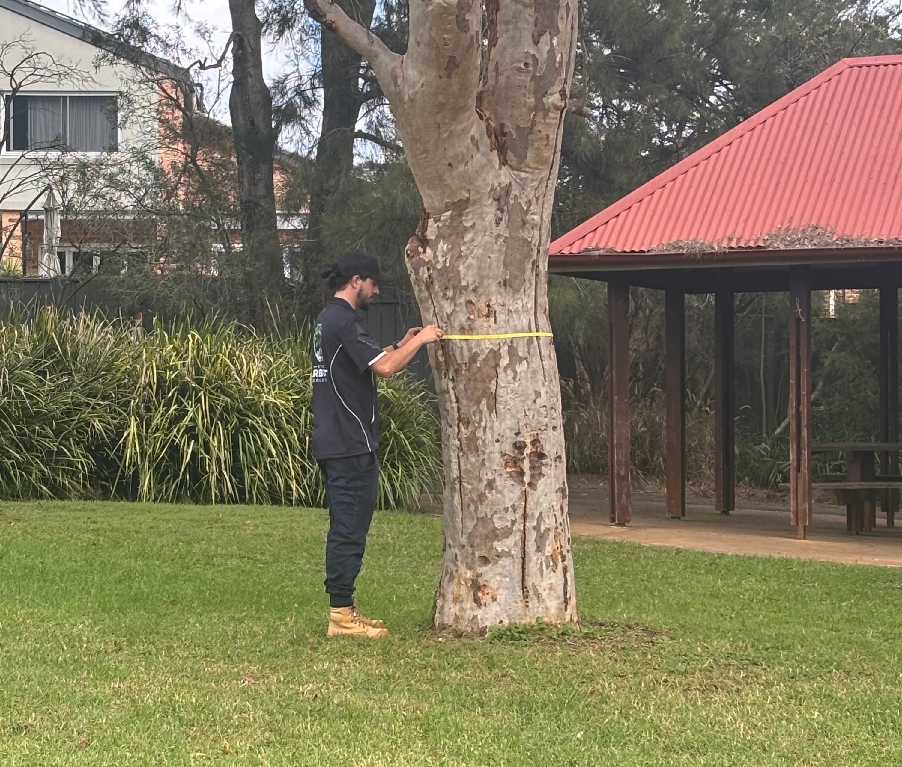 Tree Structure Testing Sydney