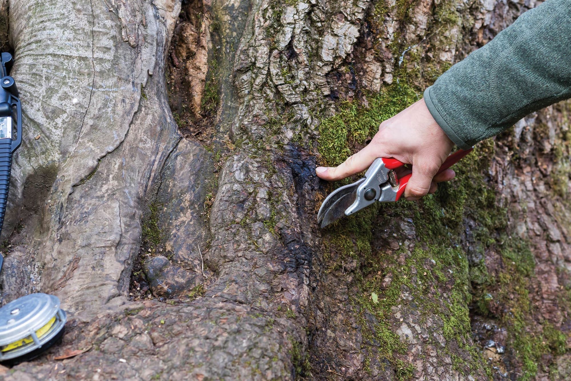 Tree Preservation Orders Sydney: Council Tree Controls Explained