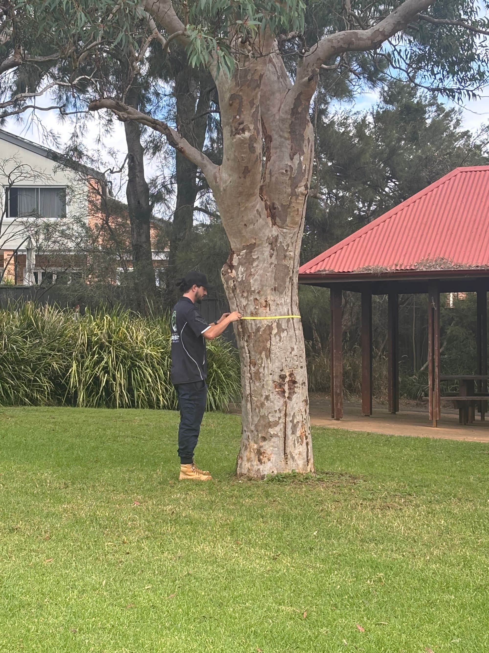 Advanced tree structure testing for internal decay assessment