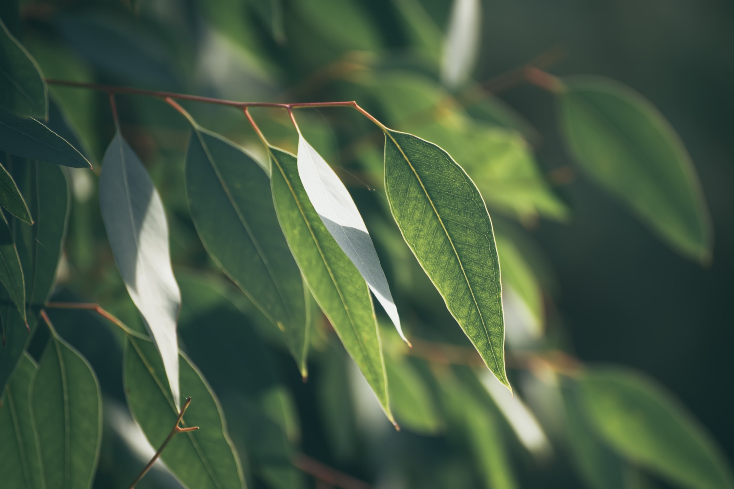 Professional tree risk assessment being performed by a qualified arborist in Sydney